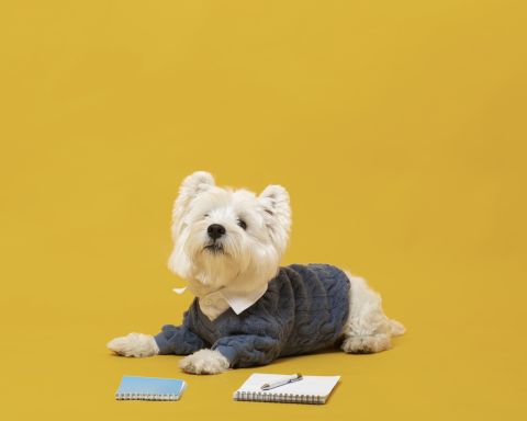 cute-little-dog-impersonating-business-person.jpg