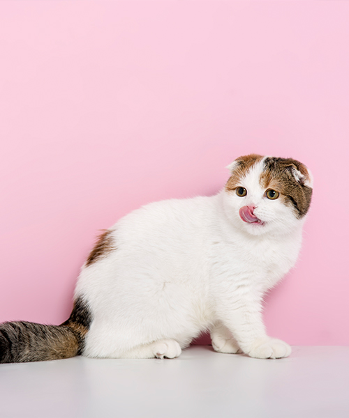 고양이4.jpg